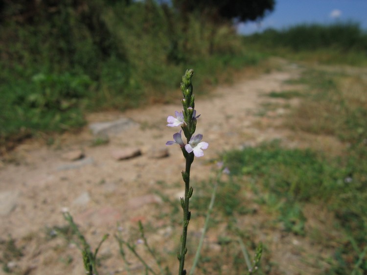 Verbena officinalis